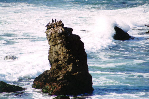 photo 1 in bodega head