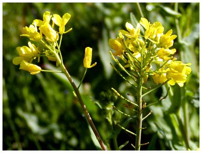 mustard close up