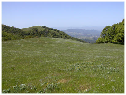 green fields at the top