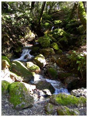 falls in Armstrong Woods