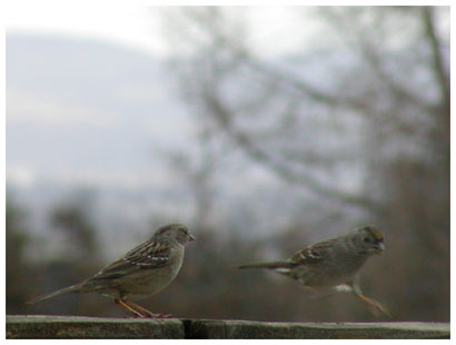 coming in for a landing