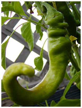 crazy twisted pepper