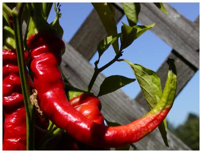 red cayenne pepper
