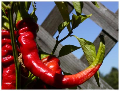 red cayenne pepper