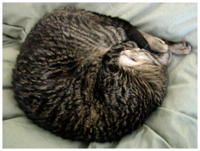 curled cat