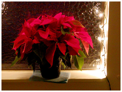 poinsettia with lights