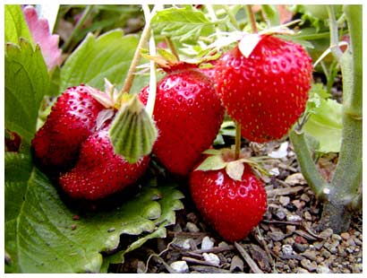 strawberries