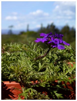 purple flowers rising