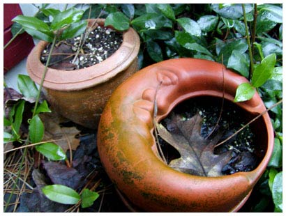 winter pots