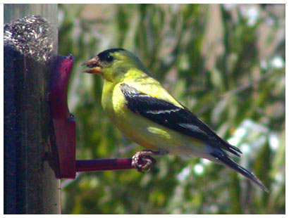 yellow finch