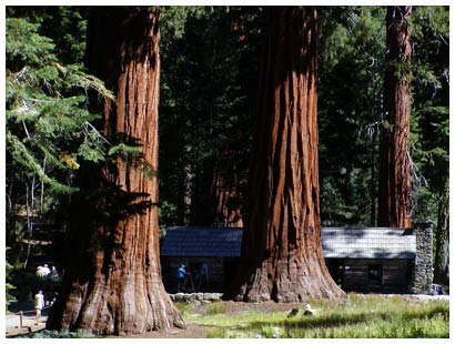 Mariposa Grove Museum