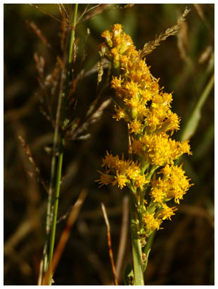 Yosemite Flower