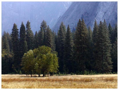 meadow and trees