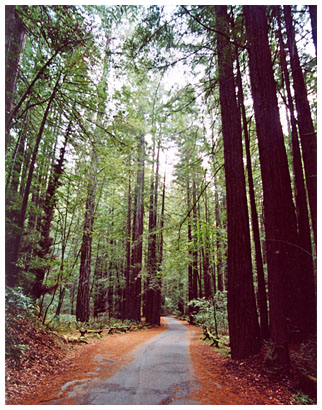 Armstrong Woods path