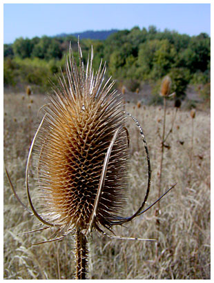 dried, spikey plant