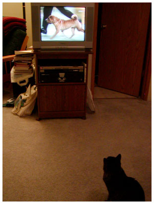 cat watching tv