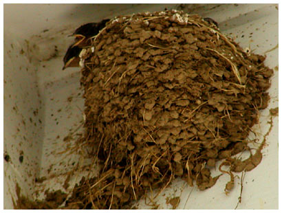 baby birds