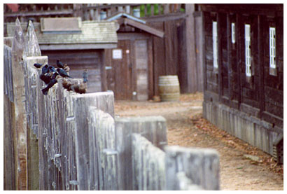 Fort Ross birds