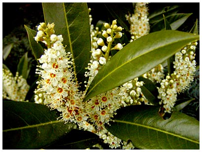 little white flowers