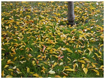 many leaves