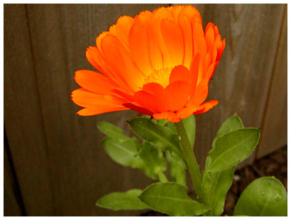 orange flower