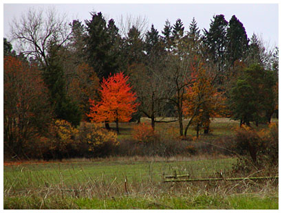 Orange/Red tree