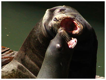 sea lions