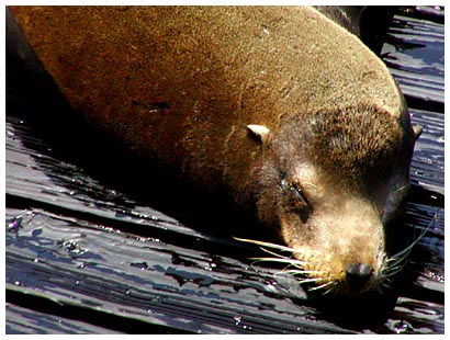 sea lions