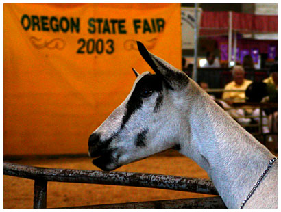 OR State Fair Pictures (click for more)