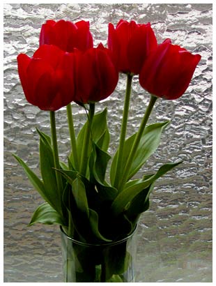 red tulips