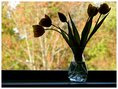 tulips on the windowsill