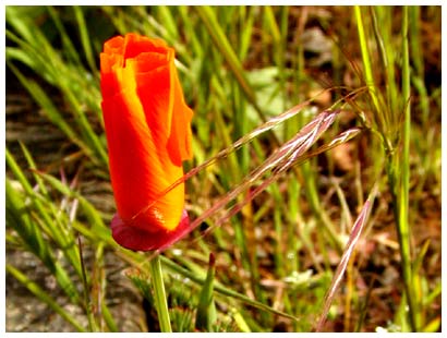 unopened flower