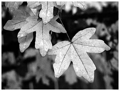 wet leaves