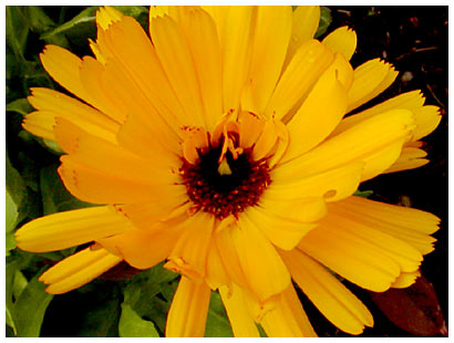 yellow flower