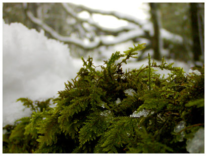 moss and snow