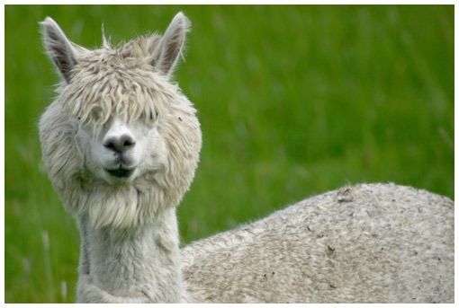 http://www.onfocus.com/cam/2004/alpaca.jpg