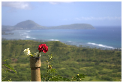 flowers on Diamond Head (click for more)