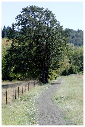 tree by the trail