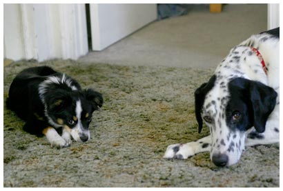 Luna and Domino Luna and Domino