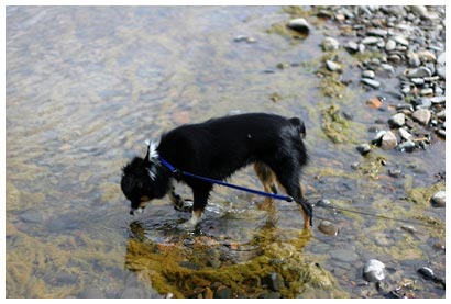 luna at the river