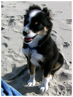 dogs love the beach