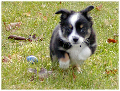 puppy running