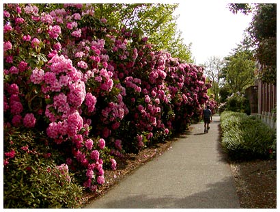 giant flowers