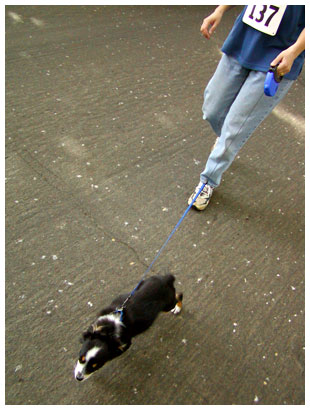 The dog walking