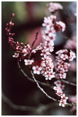 tree blooming