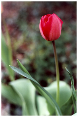 red tulip