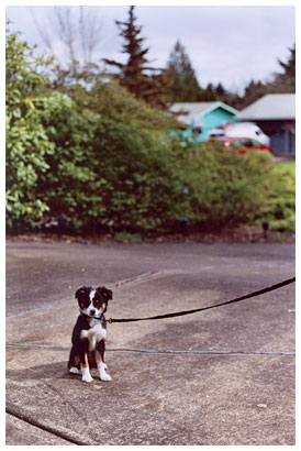 puppy sitting in driveway