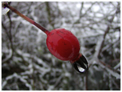 bud and snow