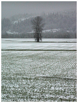 tree and snow