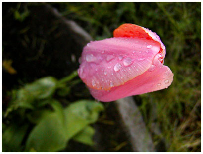 A tulip catching rain